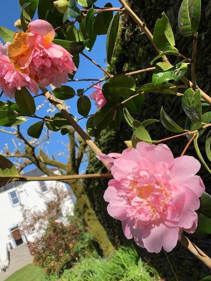 Riverbank House Bed And Breakfast Innishannon Esterno foto
